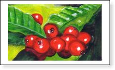 Coffee Cherries