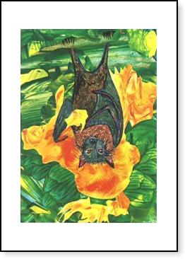 Fruit bat