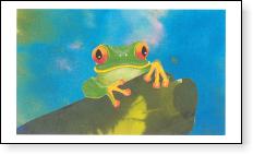 Tree Frog (Red-eyed) gift tag