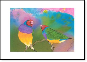 Gouldian Finches