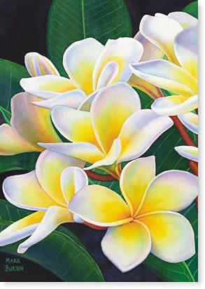 Frangipani I