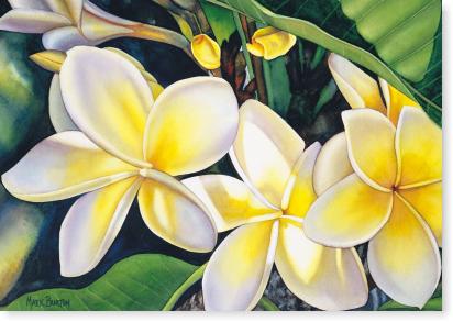 Frangipani II