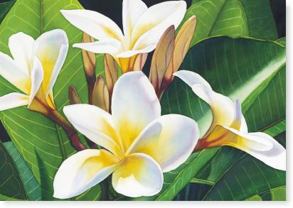 Frangipani III