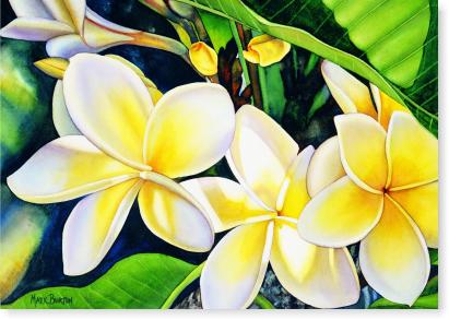 Frangipani