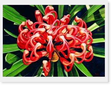 Waratah Print