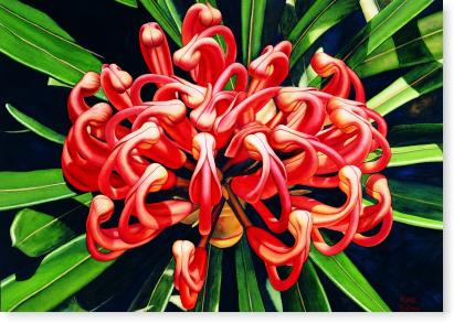 Waratah
