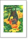 Fruit bat