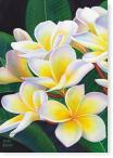 Frangipani I