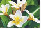 Frangipani III