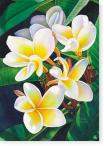 Frangipani IV