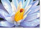 Water Lily