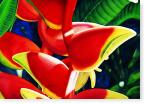 Heliconia