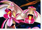 Orchids