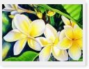 Frangipani  Print