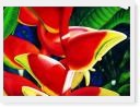 Heliconia  Print