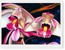 Orchid  Print
