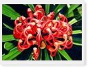 Waratah Print