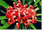 Waratah